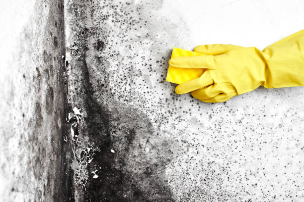 Best Residential Mold Remediation in Experiment, GA