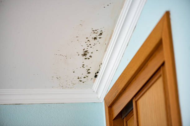 Best Mold Remediation for Specific Building Types in Experiment, GA