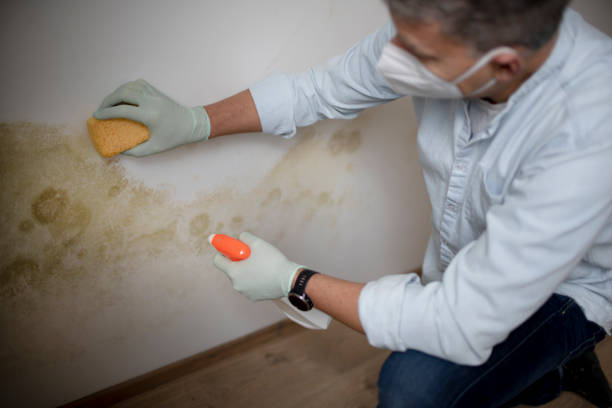 Best Attic Mold Remediation in Experiment, GA